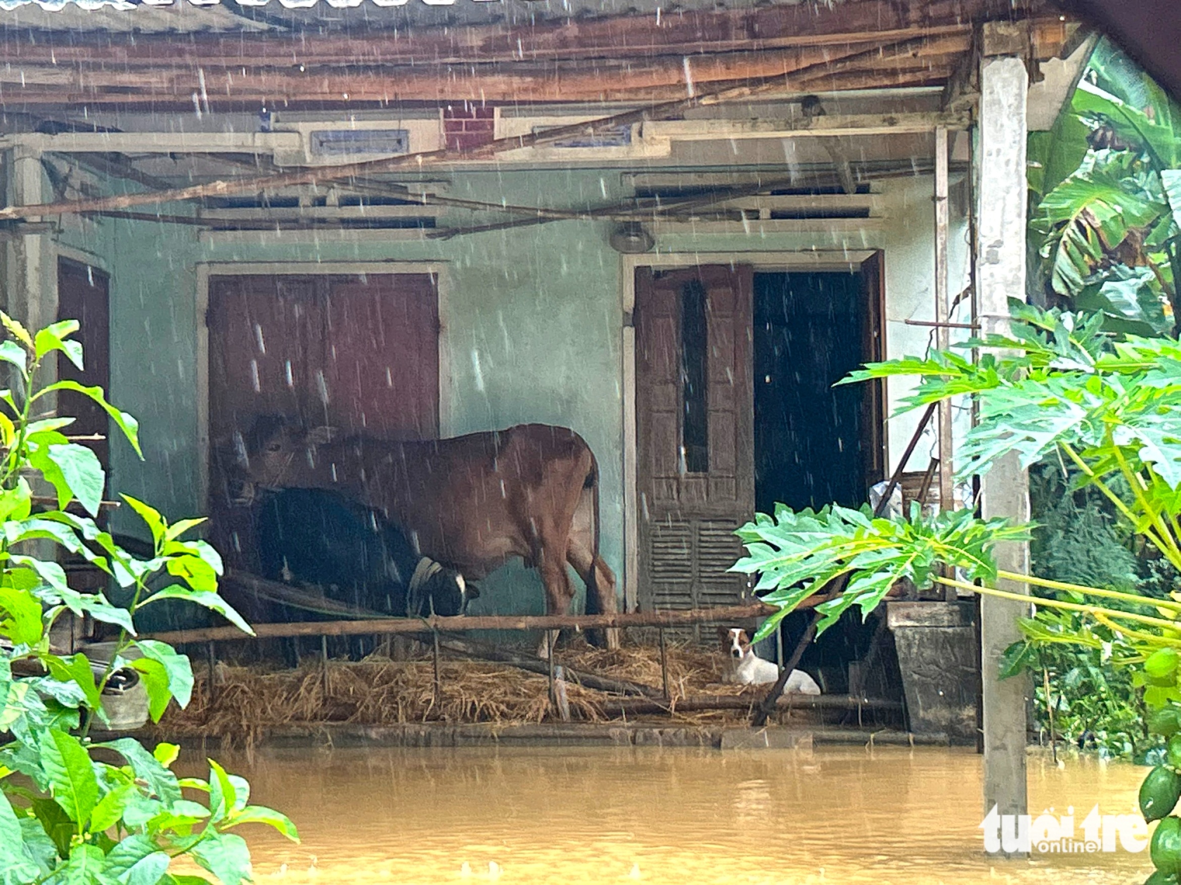 顺化河沿岸村庄95%被淹没,香蕉筏成为民众渡洪的船只